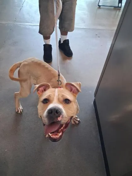 An adult large-sized female Mixed Breed dog named Lolly for adoption in West Chester, PA