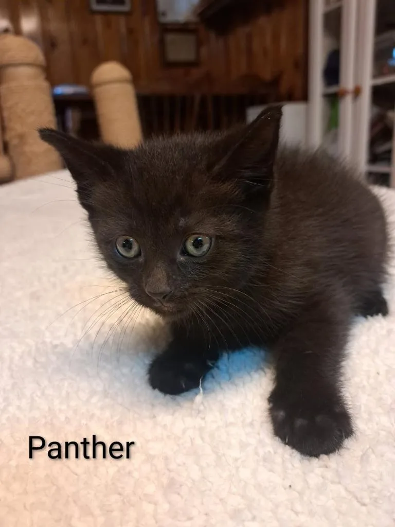 A baby medium-sized male Domestic Short Hair cat named Panther for adoption in Parkville, MD