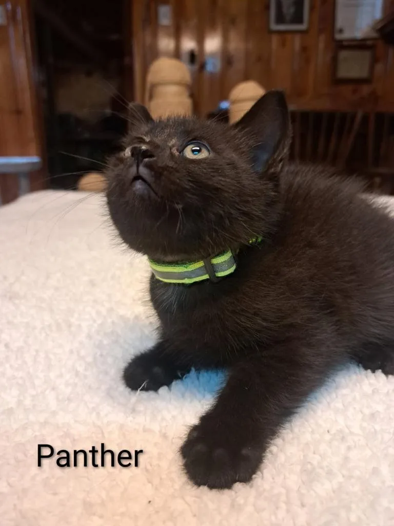 Panther thumbnail 2