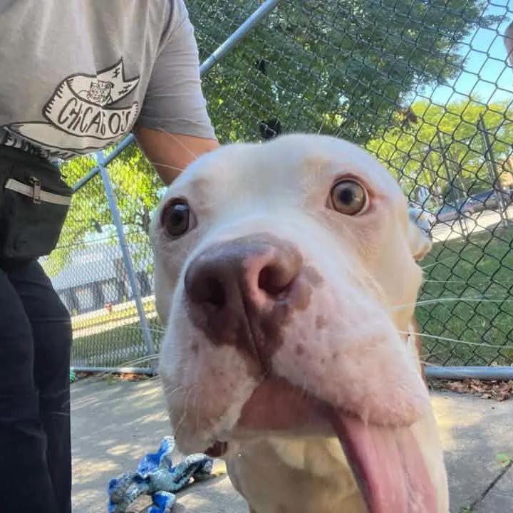 An adult medium-sized male White / Cream Pit Bull Terrier dog named Justice for adoption in Northbrook, IL