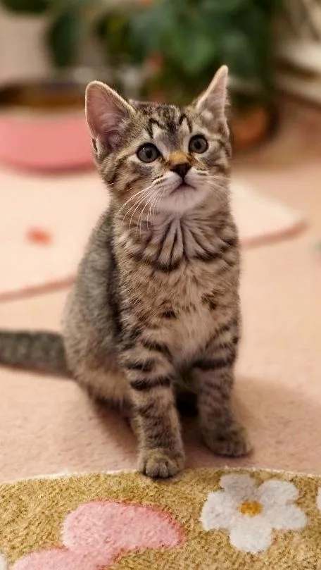 A baby medium-sized female Tabby (Buff / Tan / Fawn) Domestic Short Hair cat named Toula for adoption in Beaverton, OR