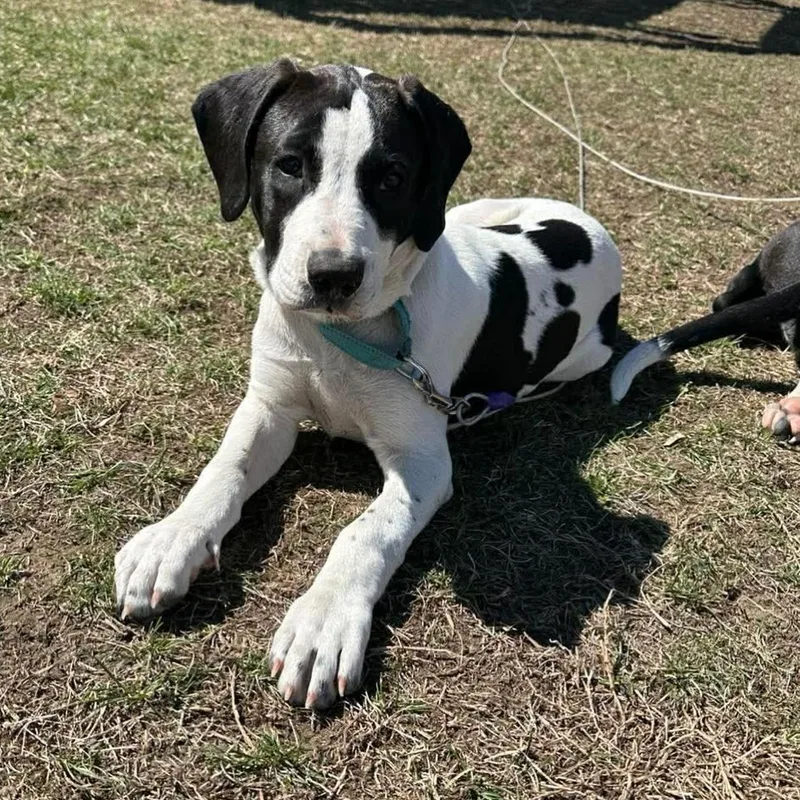 A young large-sized male Black Pit Bull Terrier dog named Pablano for adoption in Salem, NH