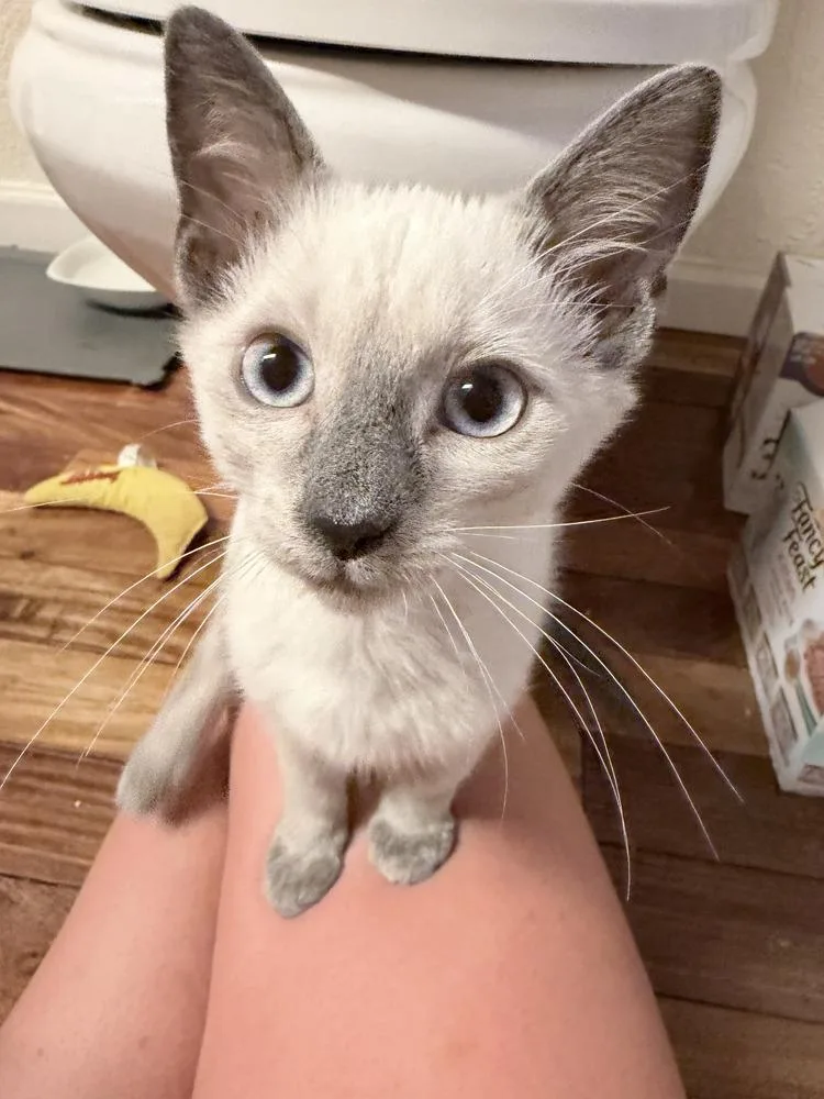A baby small-sized male Siamese cat named Expresso for adoption in Fort Lauderdale, FL