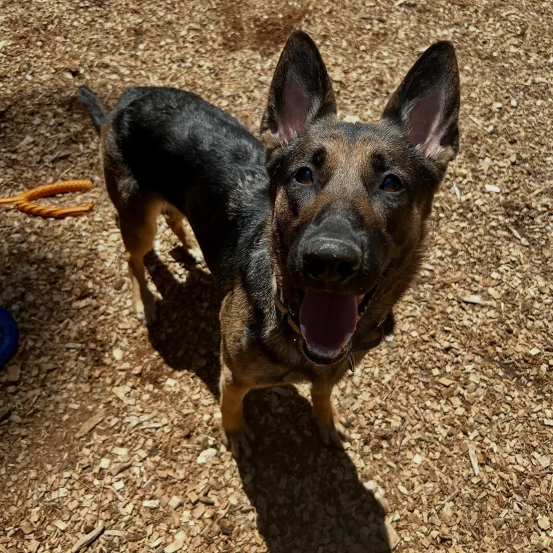 An adult medium-sized female German Shepherd Dog dog named Chanel Stunner for adoption in Grass Valley, CA