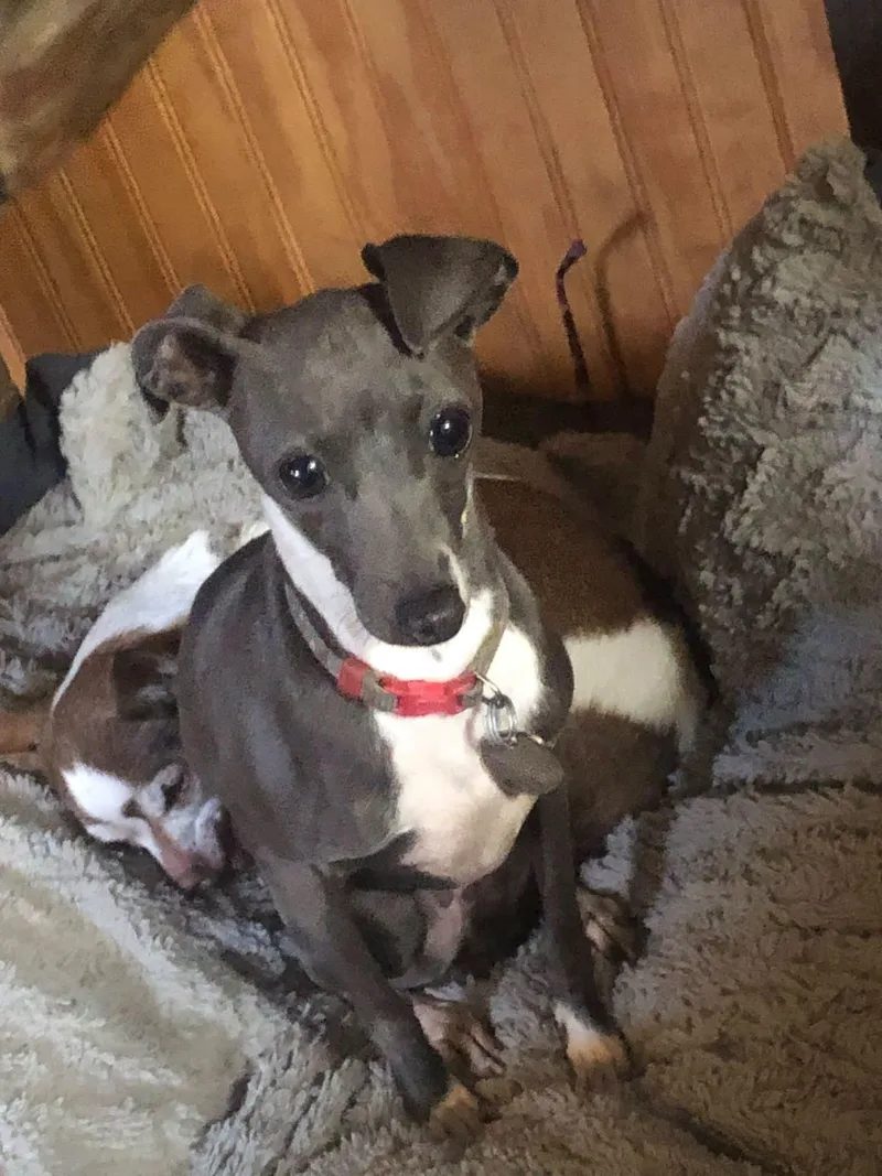 A young small-sized female Gray / Blue / Silver Italian Greyhound dog named Dolly for adoption in Hillsboro, OH