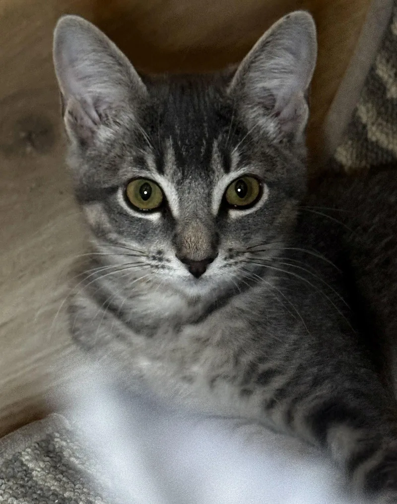 A baby medium-sized female Gray / Blue / Silver Domestic Short Hair cat named Iris for adoption in Seal Beach, CA