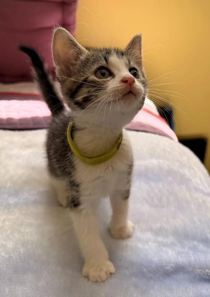 A baby medium-sized male Domestic Short Hair cat named Bobby for adoption in Pomona, NY
