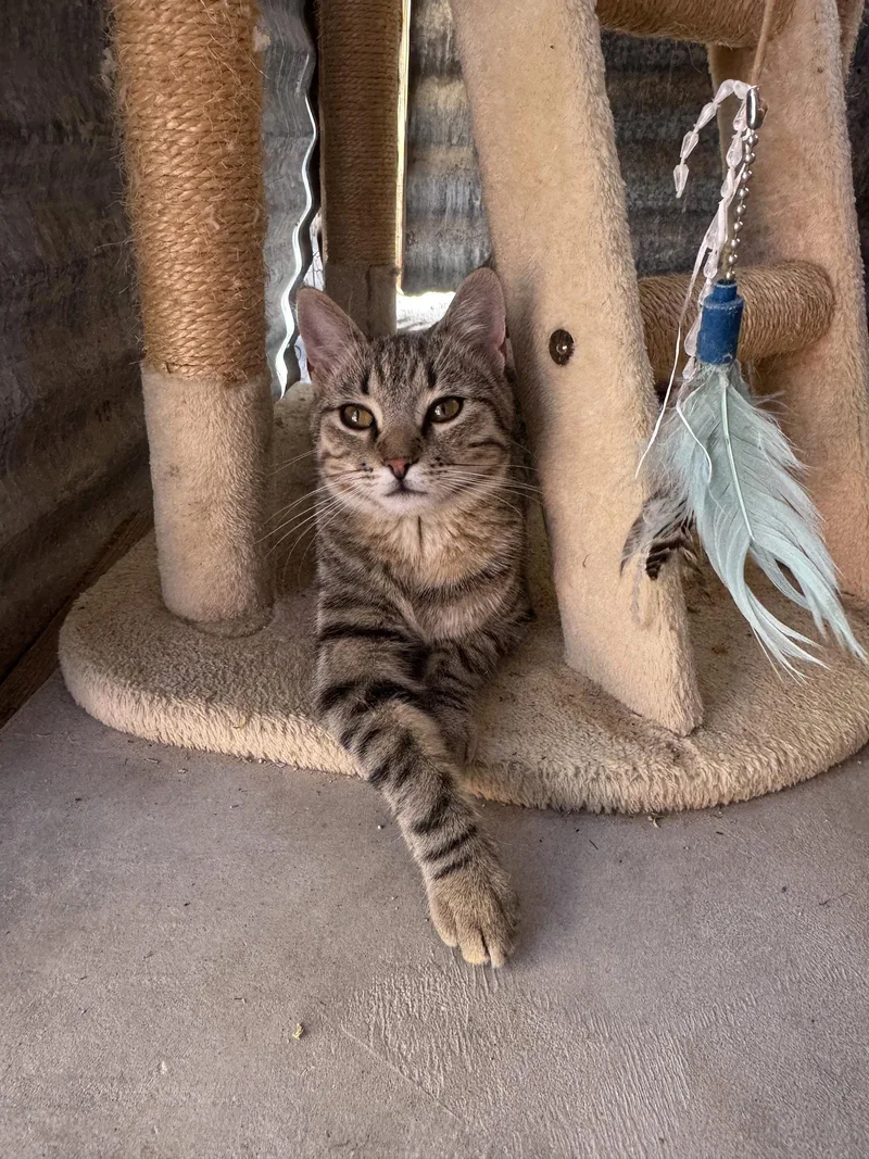 A young small-sized female Domestic Short Hair cat named Wowie Zowie for adoption in Williamsburg, NM