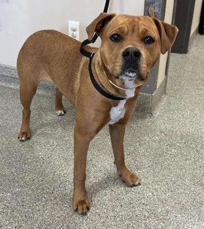 An adult large-sized female Mixed Breed dog named Gazelle for adoption in Kansas City, MO