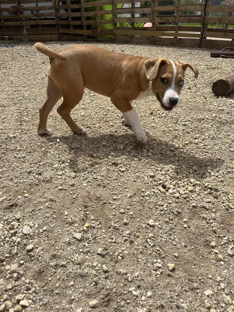 A baby medium-sized female Apricot / Beige Mixed Breed dog named Mocha for adoption in Clinton, WI