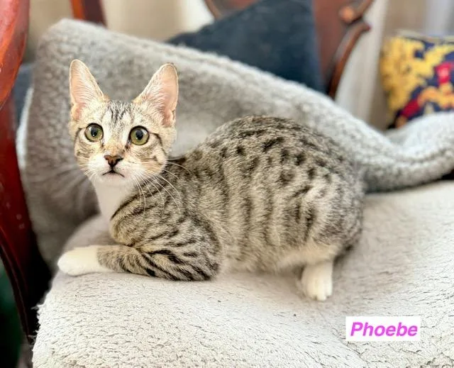 A young small-sized female Domestic Short Hair cat named Phoebe for adoption in South Pasadena, CA
