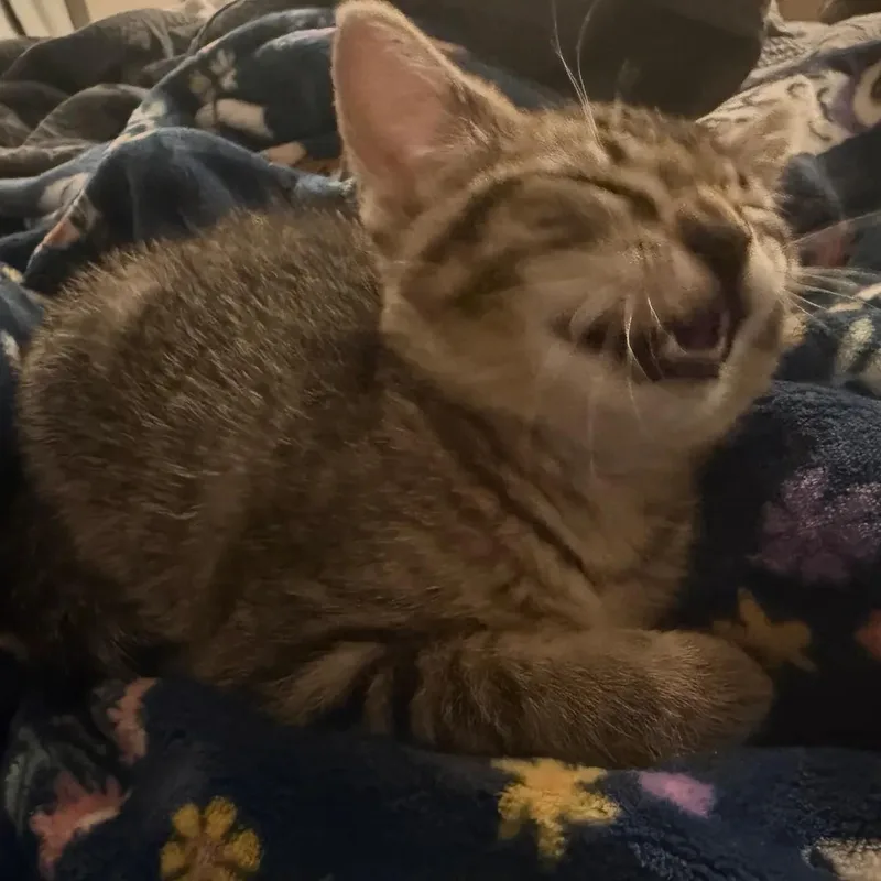 Tabitha