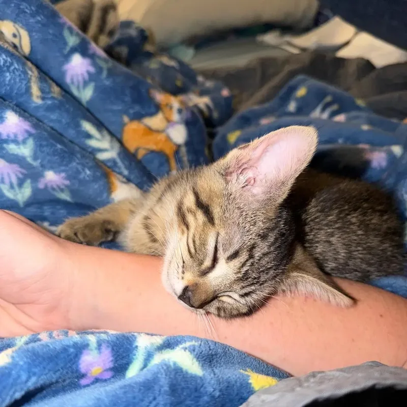 Tabitha thumbnail 2