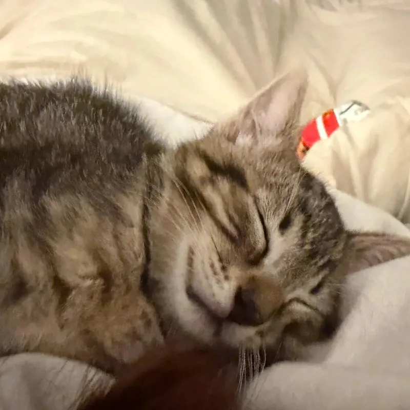 Tabitha thumbnail 6