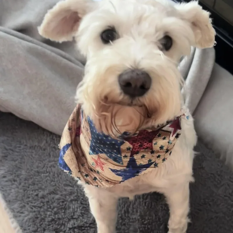 An adult small-sized female Miniature Schnauzer dog named Emmy for adoption in Homer Glen, IL
