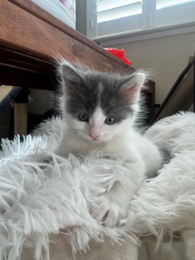 A baby small-sized male Gray & White Domestic Short Hair cat named Fitz for adoption in Davis, CA