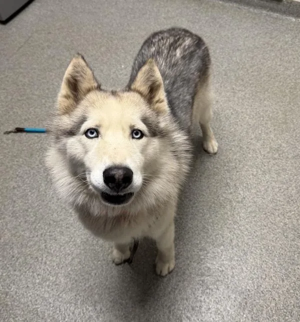 An adult large-sized male Siberian Husky dog named Crumbs for adoption in Escondido, CA
