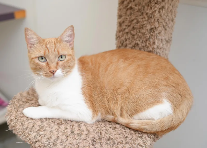 An adult medium-sized female Orange & White Domestic Short Hair cat named Linsey for adoption in Boise, ID