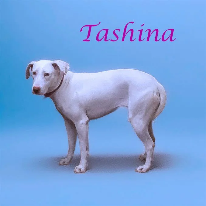 Tashina D