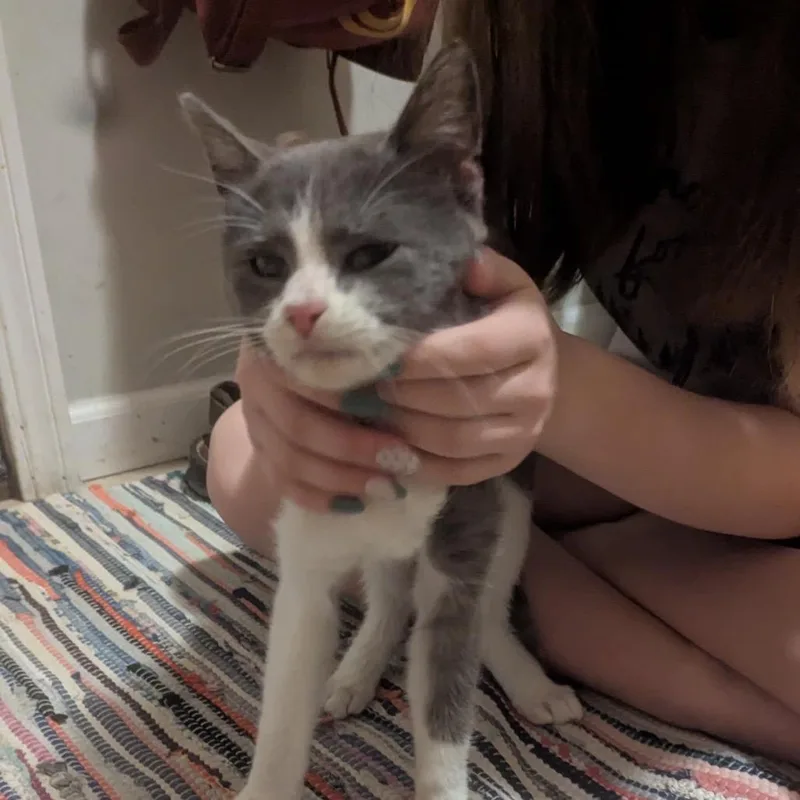 A young small-sized male Gray / Blue / Silver Domestic Short Hair cat named FOUND Mantorville for adoption in Rochester, MN
