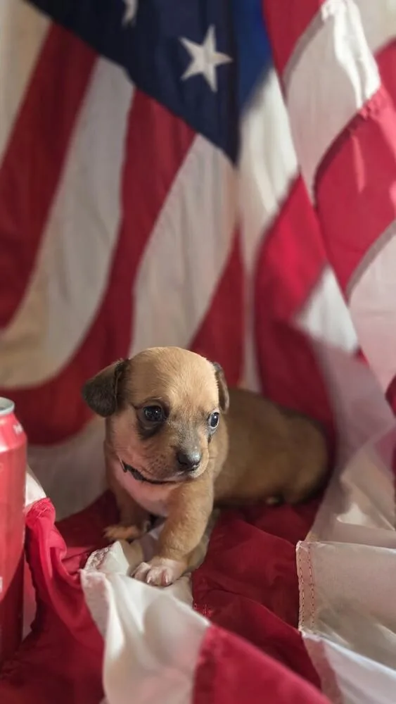 A baby small-sized male Schnauzer dog named Benjamin Franklin for adoption in Spokane, WA