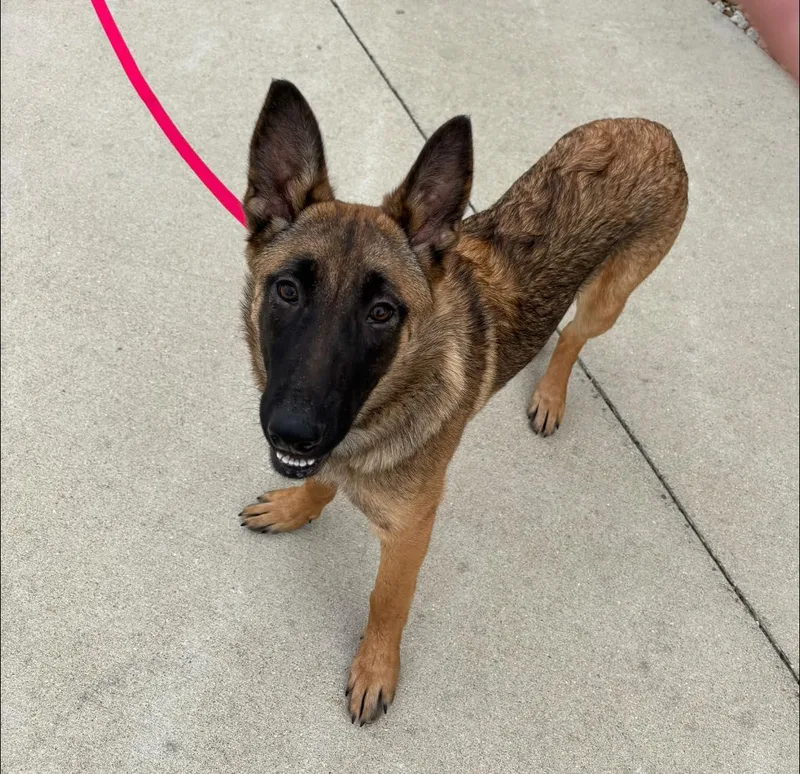 A baby medium-sized female German Shepherd Dog dog named Miley for adoption in Mattoon, IL