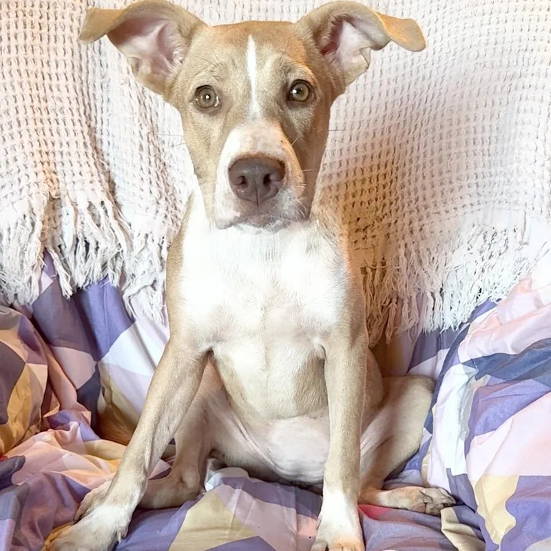 A baby medium-sized female Yellow / Tan / Blond / Fawn Pit Bull Terrier dog named Amazing Jujubee for adoption in Burlington, NC