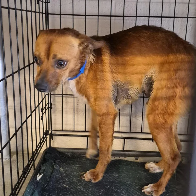 An adult small-sized male Brown / Chocolate Chihuahua dog named King for adoption in Ardmore, OK