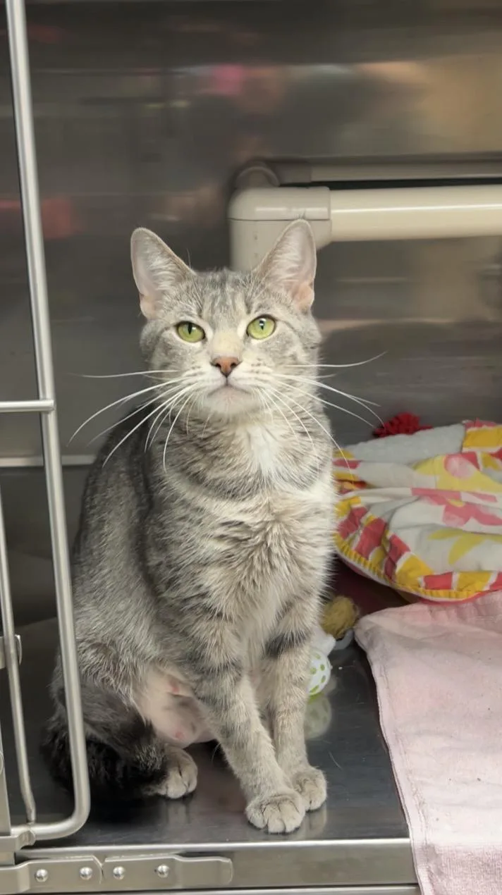 A young medium-sized female Tabby (Gray / Blue / Silver) Domestic Short Hair cat named Klein for adoption in Montville, NJ