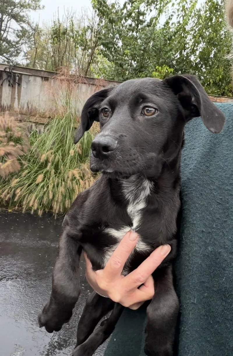 A baby medium-sized male Black Labrador Retriever dog named Vokki for adoption in Wonder Lake, IL