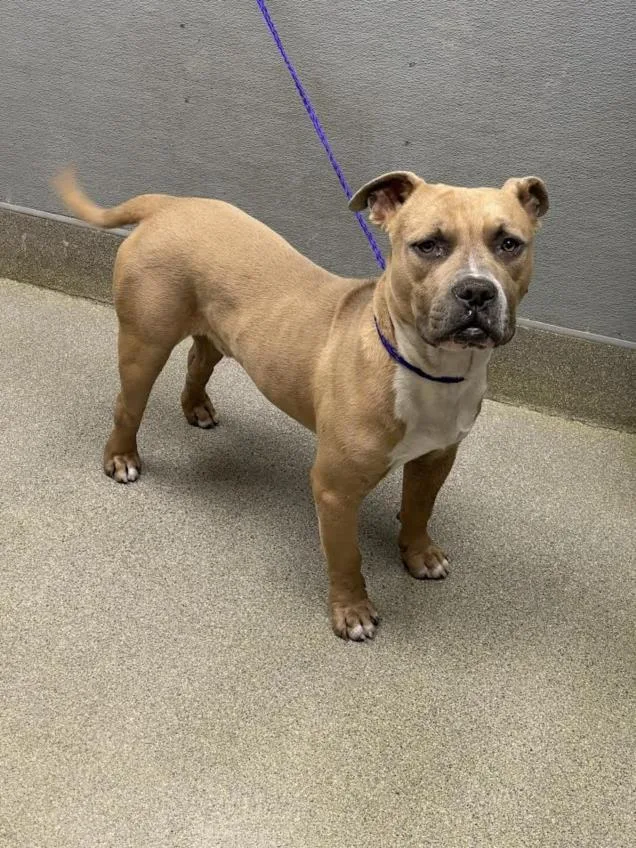 A young medium-sized male Pit Bull Terrier dog named Jaylyn for adoption in Las Vegas, NV