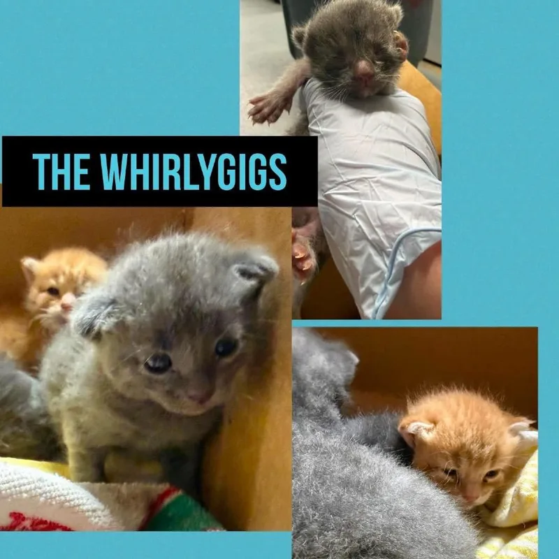A baby small-sized female Orange / Red Domestic Short Hair cat named Veruca for adoption in Wheeling, IL