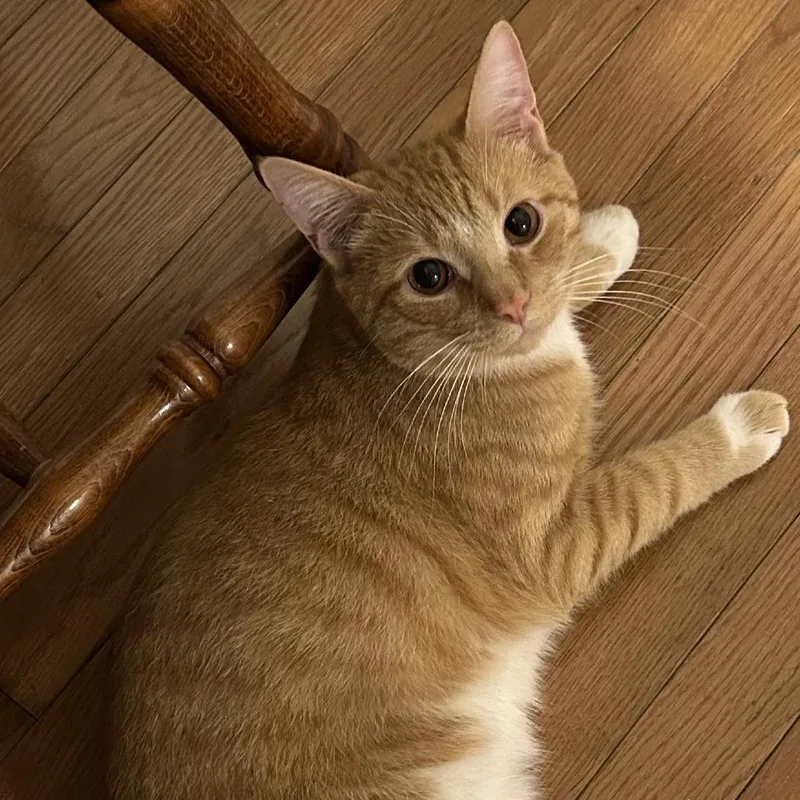 A young large-sized male Orange / Red Domestic Short Hair cat named Stewie for adoption in Washington Township, OH