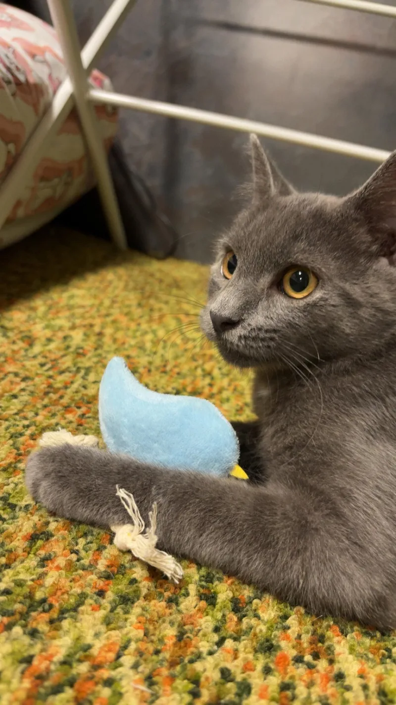 A baby medium-sized male Domestic Medium Hair cat named Yoda W Chief Tui for adoption in Stewartsville, NJ