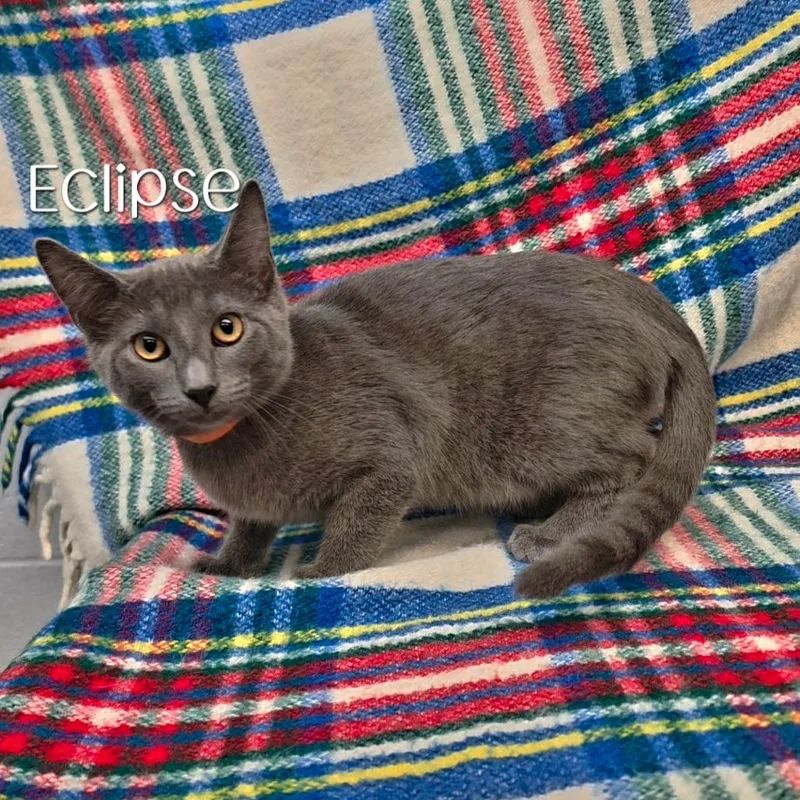 A baby small-sized female Domestic Short Hair cat named Eclipse for adoption in Parkersburg, WV