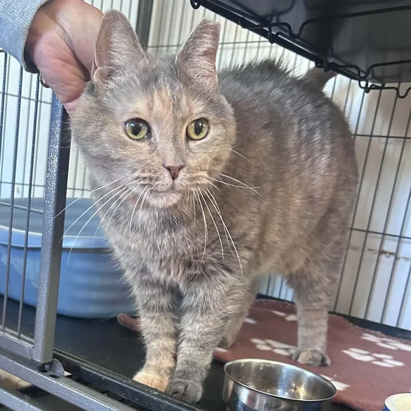 An adult medium-sized female Dilute Tortoiseshell cat named Leah for adoption in Huntington, NY