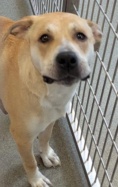 An adult large-sized female Mixed Breed dog named Summer for adoption in Dallas, TX