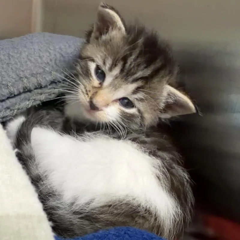 Rosie thumbnail 2
