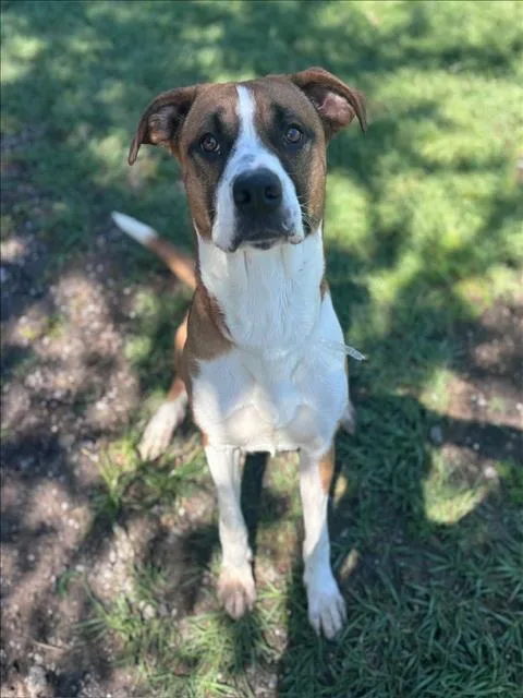 A young large-sized male Boxer dog named Jackson for adoption in Conroe, TX