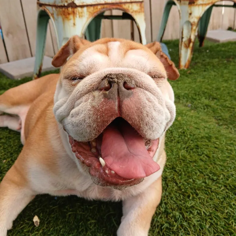 An adult medium-sized female English Bulldog dog named Mash Potato for adoption in New Orleans, LA
