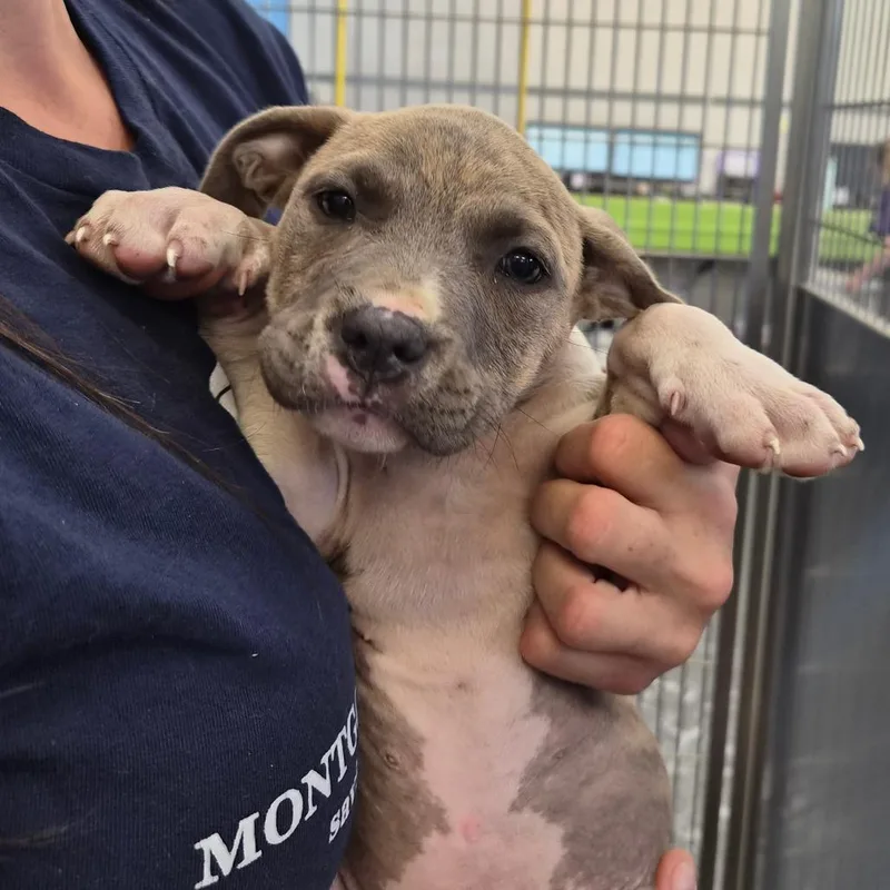 A baby small-sized female Brown / Chocolate Pit Bull Terrier dog named Mia for adoption in Montgomery, AL