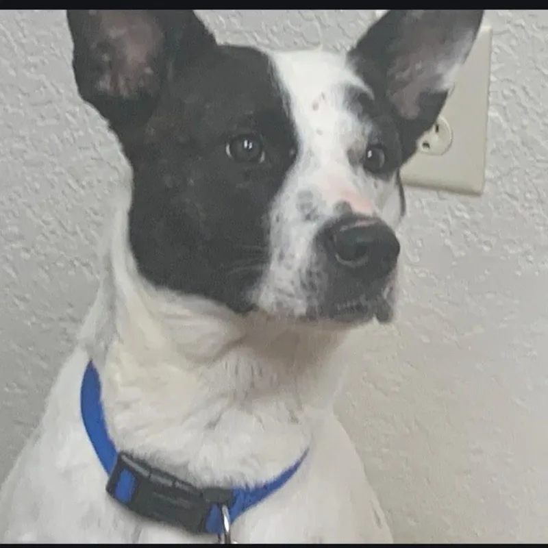 An adult medium-sized female Border Collie dog named Charlotte for adoption in Lake City, MN