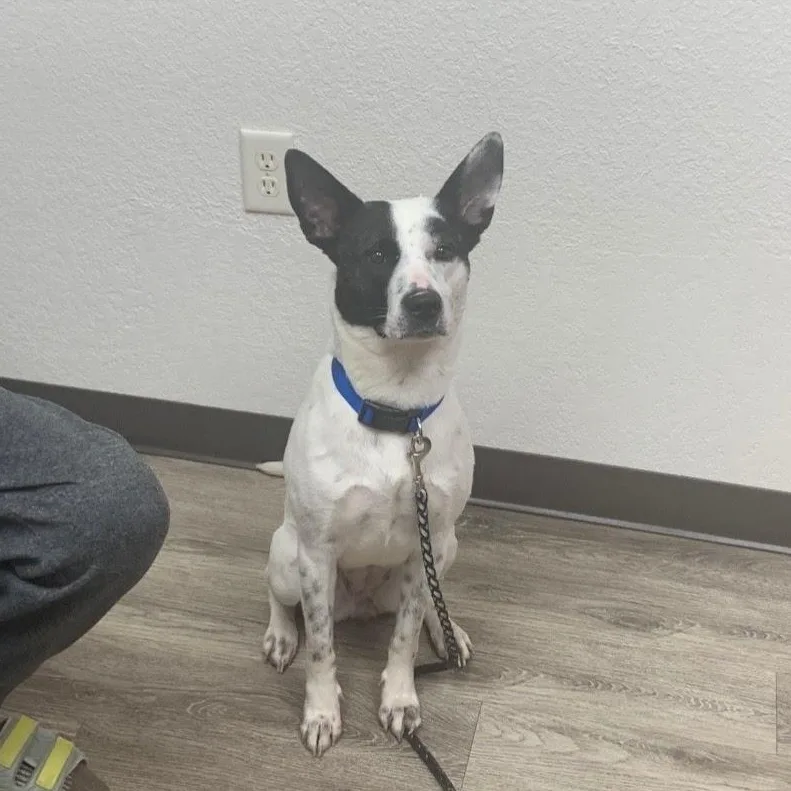 Charlotte thumbnail 4