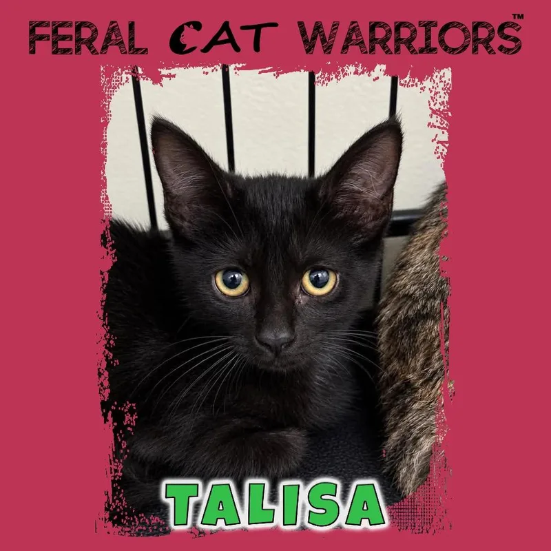 A baby small-sized female Black Domestic Short Hair cat named Talisa for adoption in Kingman, AZ