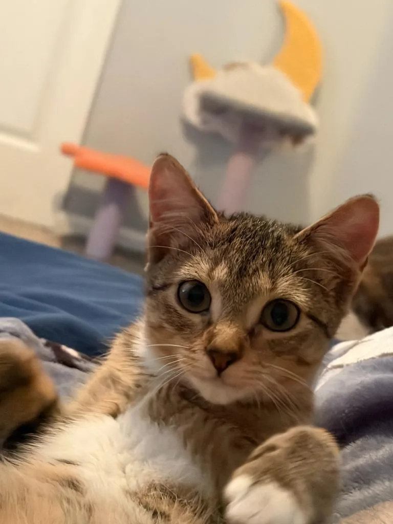 A baby small-sized female Domestic Short Hair cat named Hope for adoption in Ballwin, MO