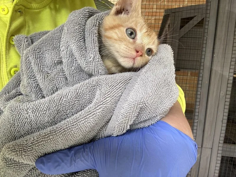 A baby small-sized male Domestic Short Hair cat named Gollum for adoption in Topeka, KS
