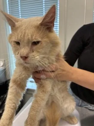 An adult large-sized male Domestic Medium Hair cat named Garth for adoption in Lafayette, IN