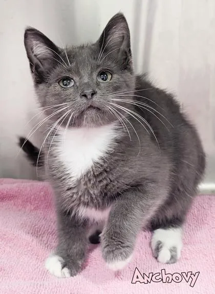 A baby small-sized male Domestic Short Hair cat named Anchovy for adoption in Mason, MI