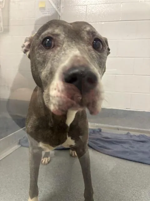 A senior large-sized female Pit Bull Terrier dog named Cali for adoption in Indianapolis, IN
