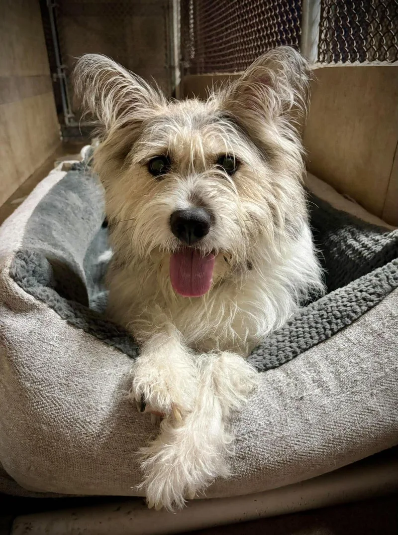 A young medium-sized female White / Cream Sheep Dog named Agnes for adoption in Phoenix, AZ